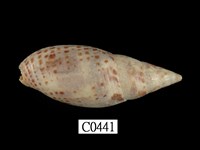 藏品(圓鯉筆螺)的圖片